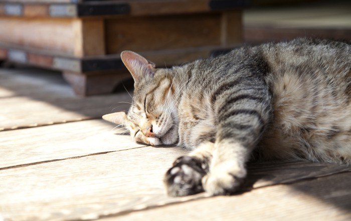 猫の肉球