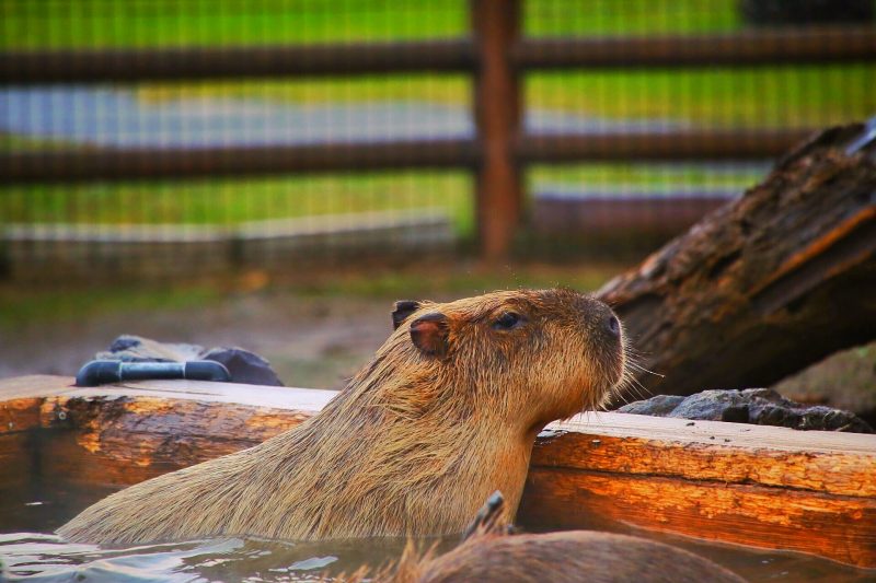 カピバラ